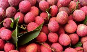 میوه Litchi. خواص مفید آن. میوه لوچی: چگونه از یک سنگ در خانه بر روی یک پنجره در یک گلدان رشد می کنید؟ چه میوه لیکچی است، چه چیزی به نظر می رسد که در آن میهن است: شرح