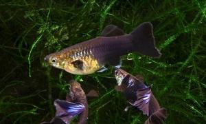 Creșterea și îngrijirea guppy. Guppy: reproducere