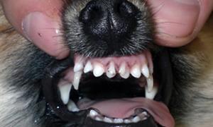در چه سنی دندانهای کودک در سگ ها سقوط می کنند؟