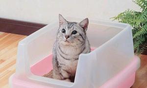 ظرافت های توالت گربه: چه چیزی مورد نیاز است؟