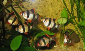 ماهی آکواریوم ماهی ها: گونه، نام، توضیحات و عکس