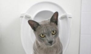 Sistemul de pisici se antrenează la toaletă, duza de pe toaletă