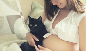 چگونه گربه ها به بارداری معشوقه و ظاهر کودک واکنش نشان می دهند