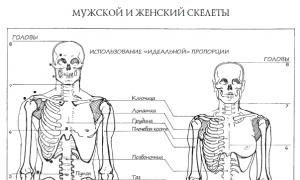 Structura corpului uman