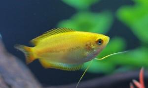 Miere de Gourami - un pește miraculos în acvariu