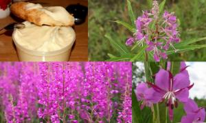 Mierea de fireweed (ceai de salcie) și proprietățile sale benefice