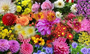 گل های پاییزی: نام زیباترین گیاهان