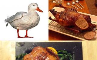 دستور پخت اردک کامل در فر