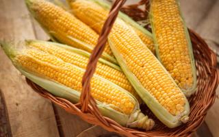 Варка замороженной кукурузы, классический и простой способ приготовлении Что делать с замороженной кукурузой