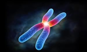 Что такое гены и геном человека