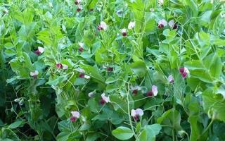 エンドウ豆：最高の品種とその説明