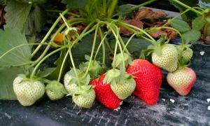Gărgărița pe căpșuni cum să lupți: tratament cu remedii populare și chimie