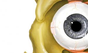 目の膜の構造 目のどの膜が内部にあるのか